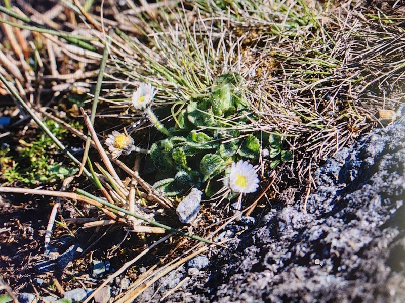 Erigeron incertus photo 4