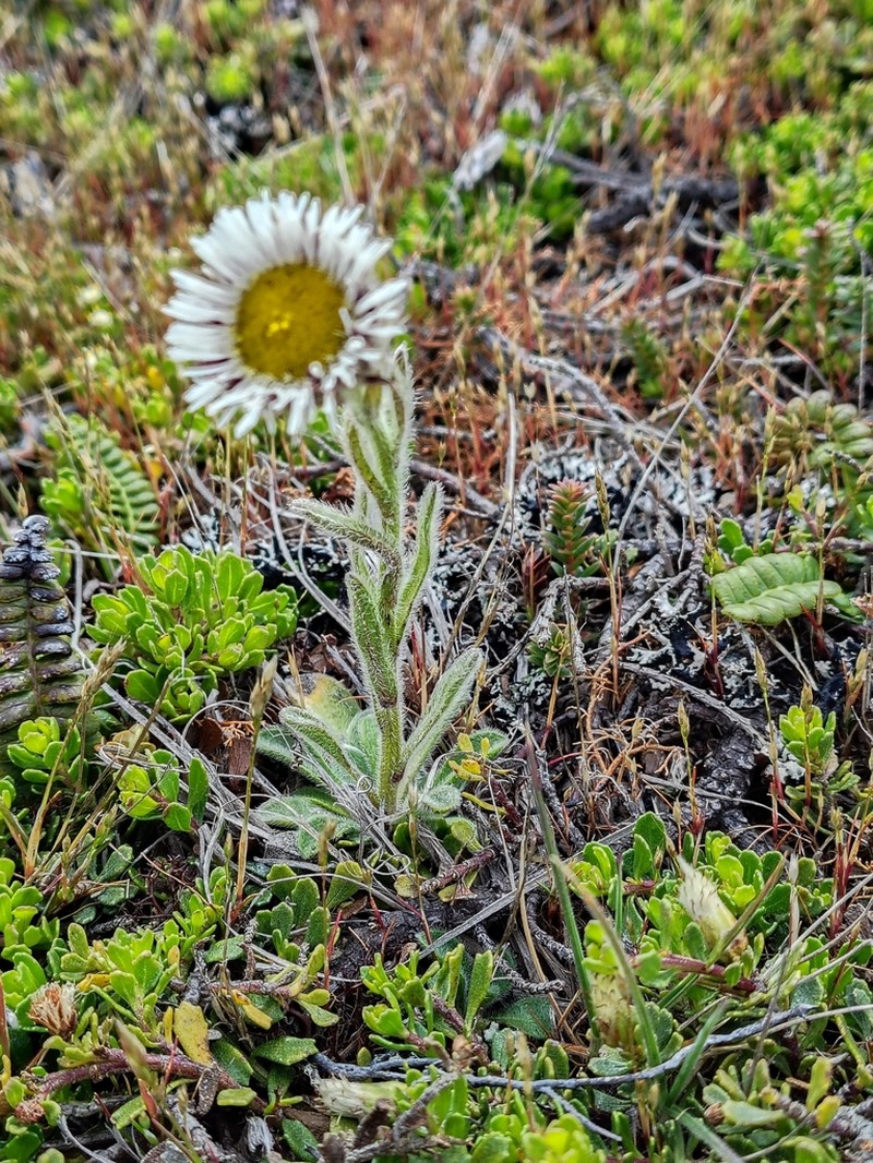 Erigeron incertus photo 5