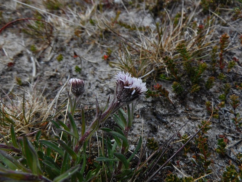 Erigeron incertus photo 6