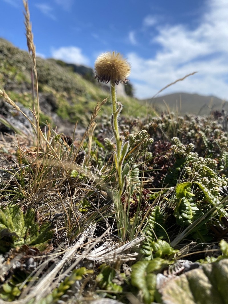 Erigeron incertus photo 7