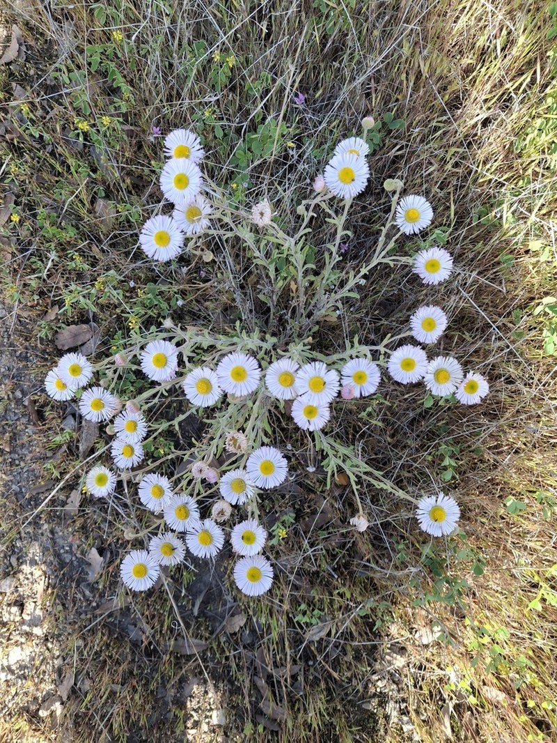 Erigeron incomptus