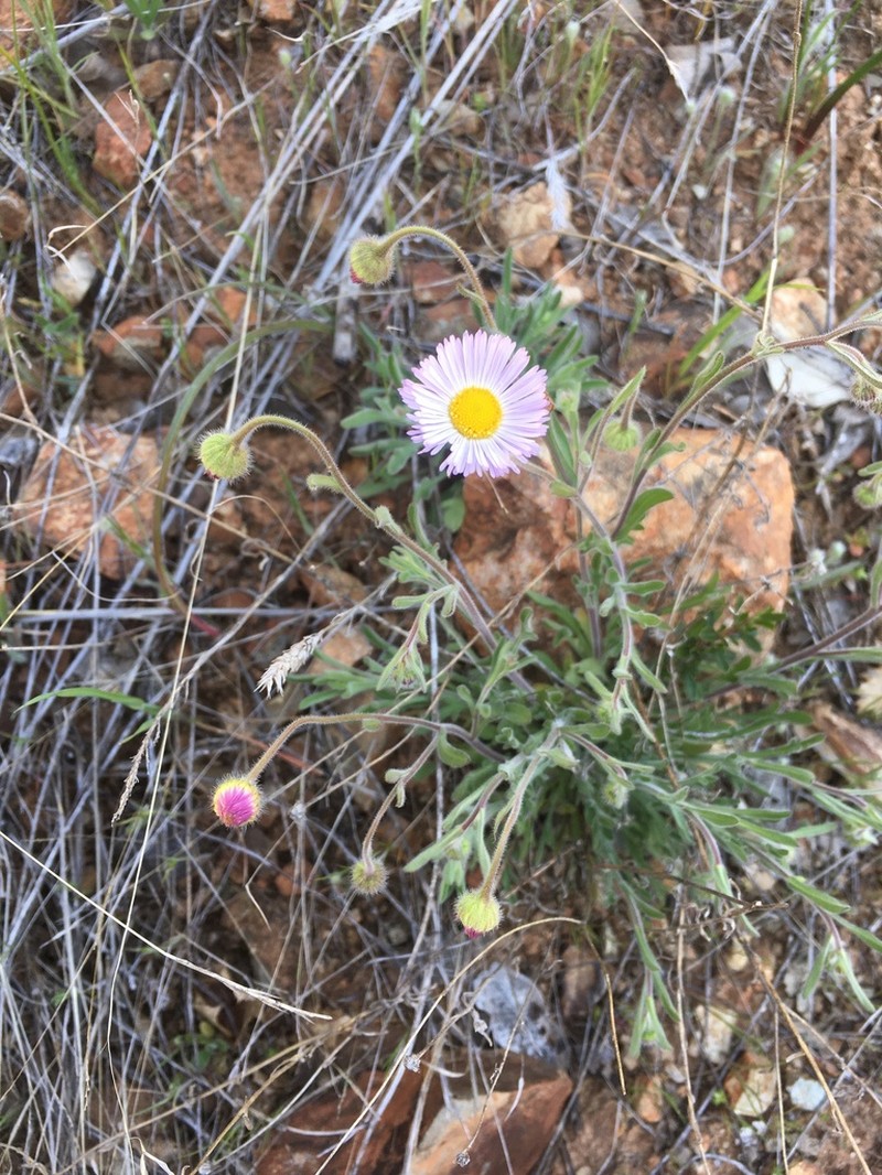 Erigeron incomptus photo 2