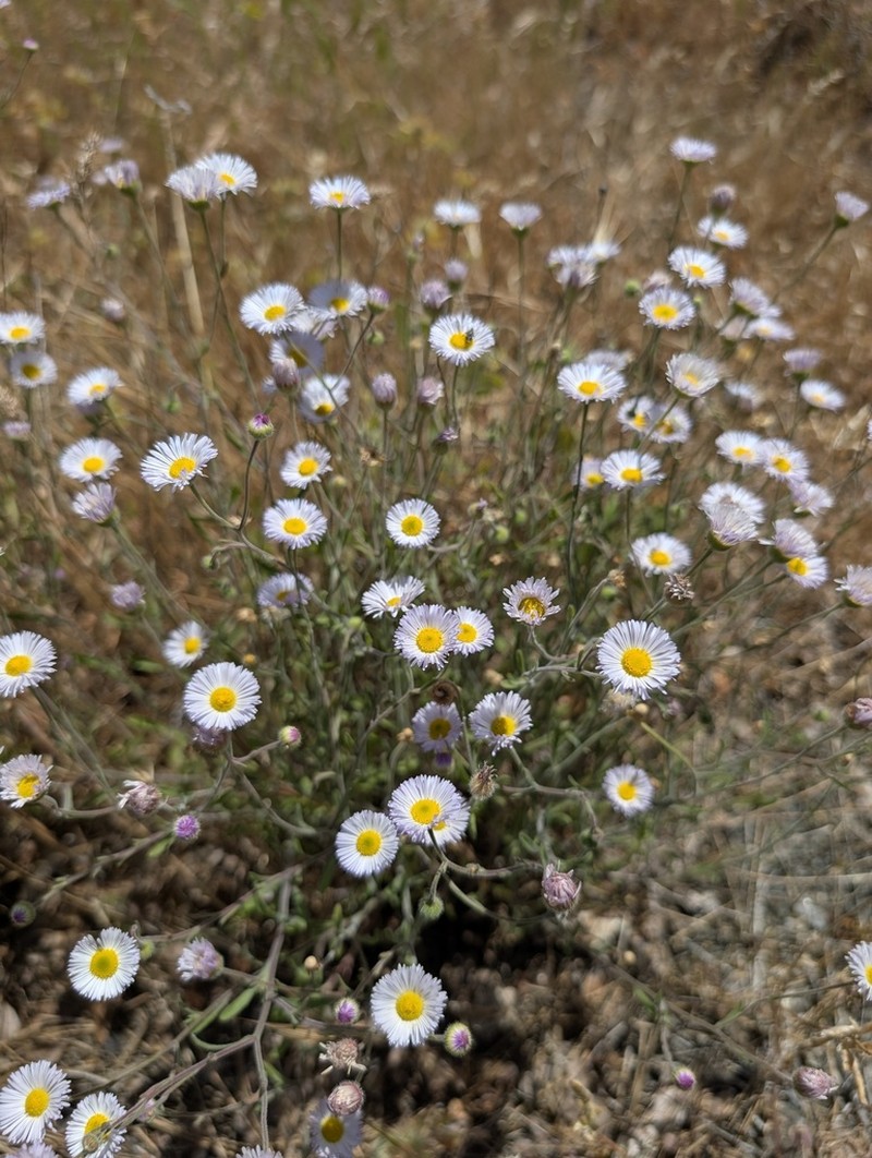 Erigeron incomptus photo 3
