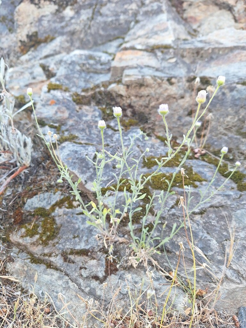 Erigeron incomptus photo 4