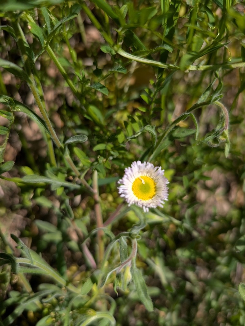 Erigeron incomptus photo 6