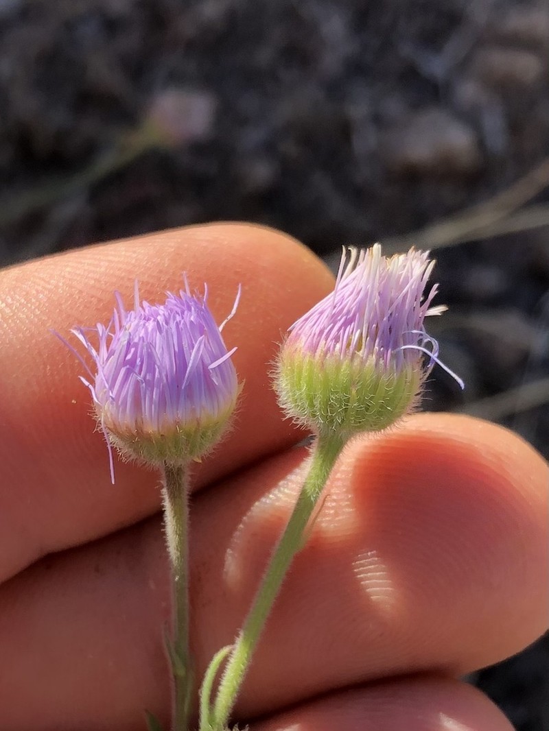 Erigeron incomptus photo 7