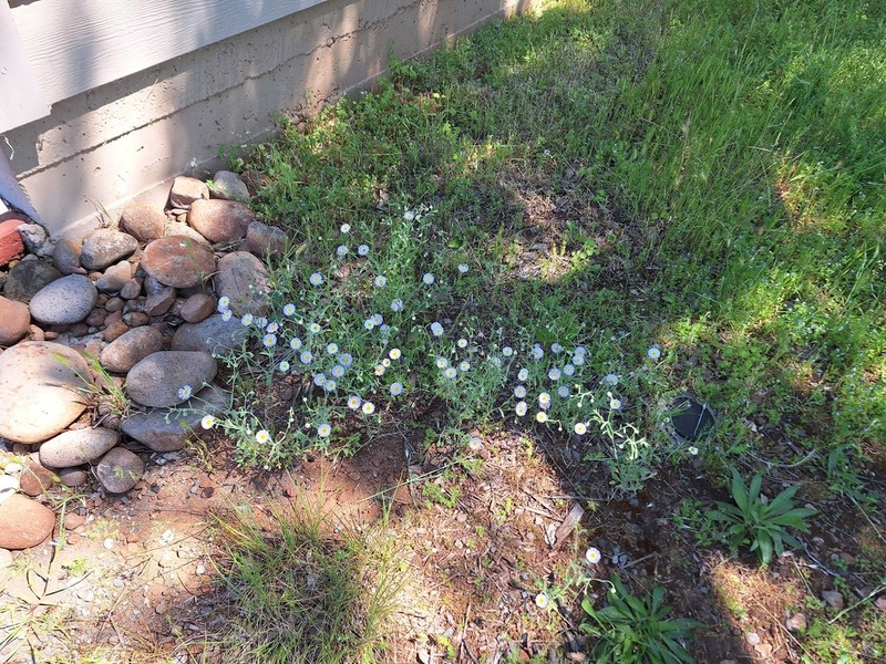 Erigeron incomptus photo 8