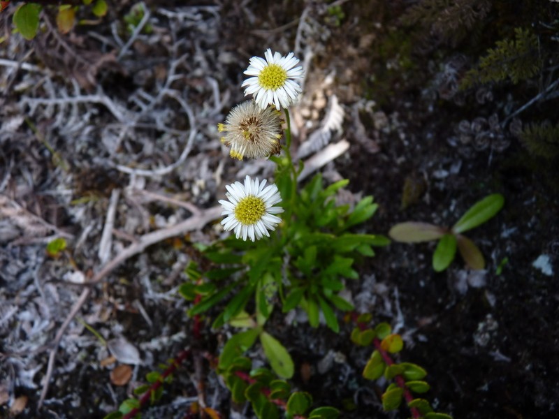 Erigeron ingae photo 3