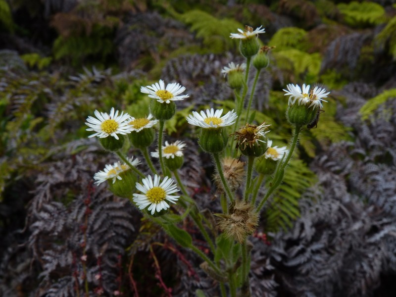 Erigeron ingae photo 4