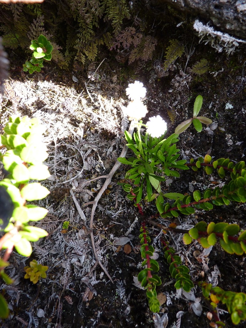 Erigeron ingae photo 7