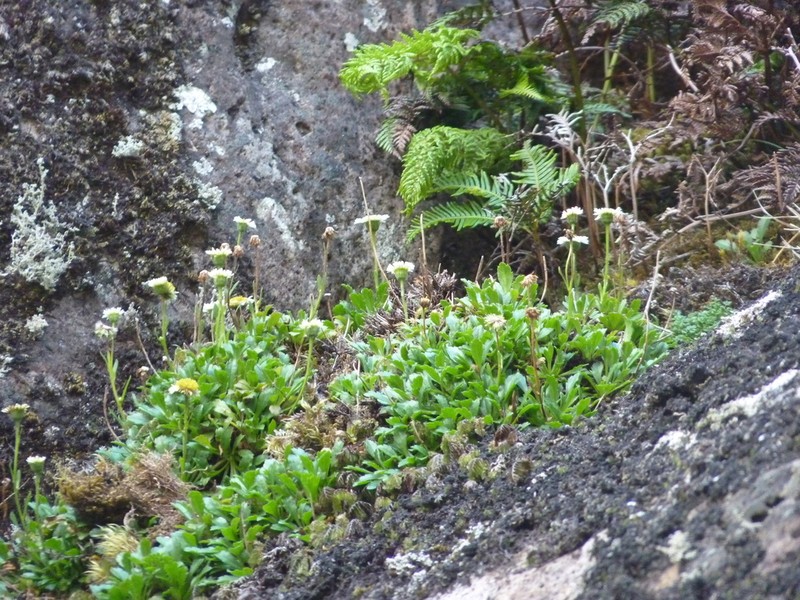Erigeron ingae photo 8