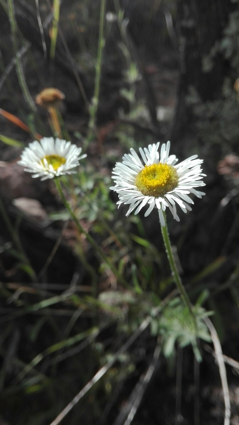 Erigeron inoptatus