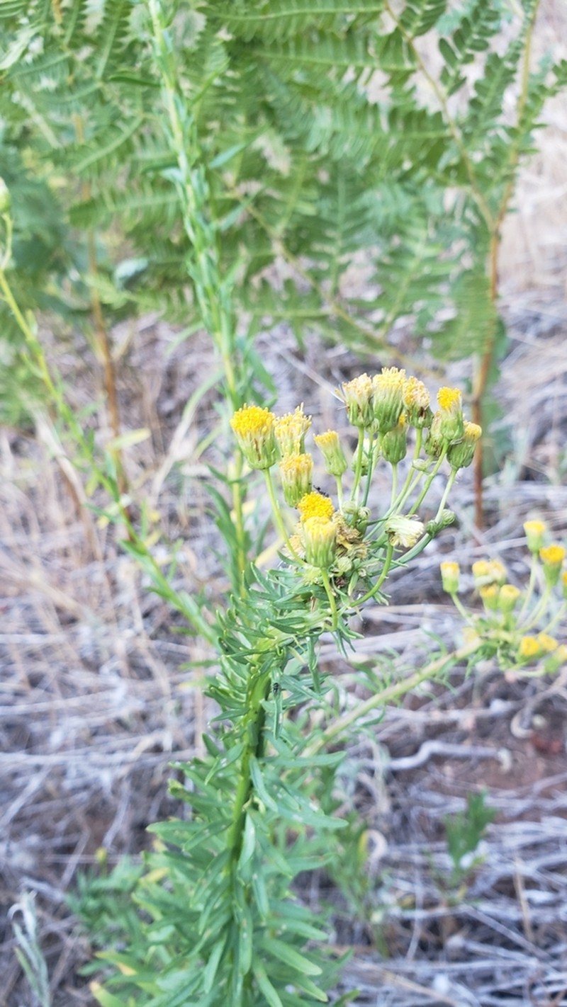 California Rayless Fleabane