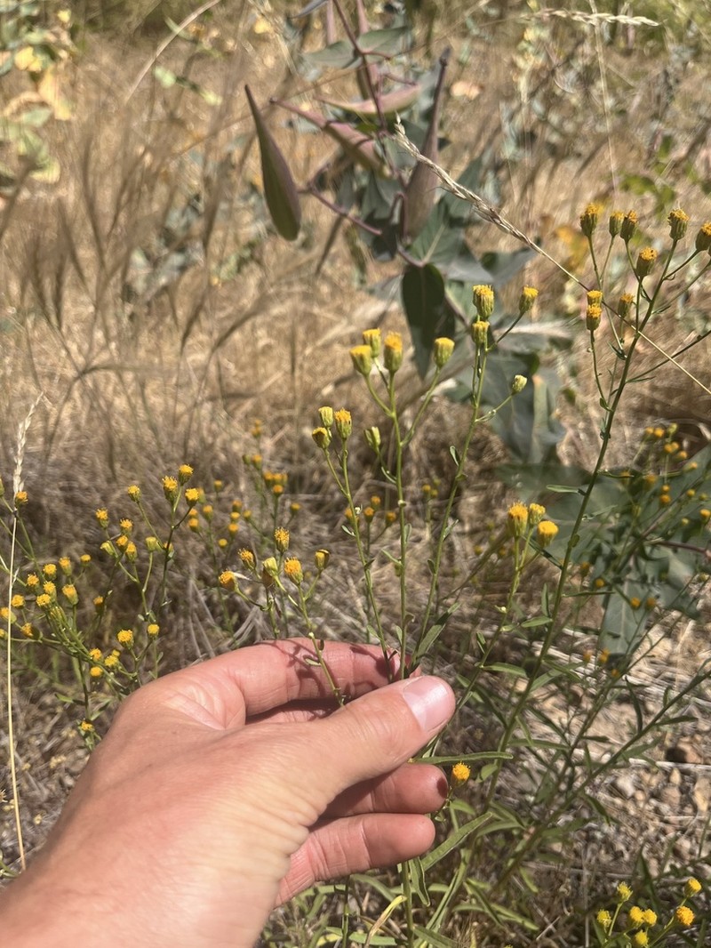 California Rayless Fleabane photo 2