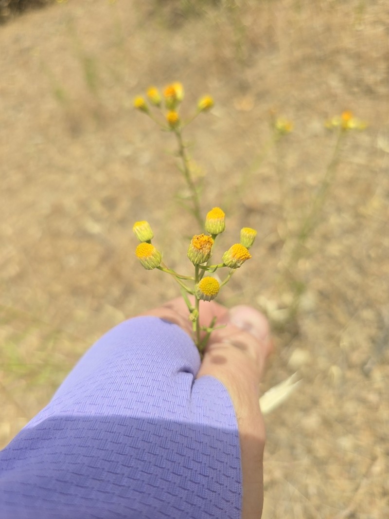 California Rayless Fleabane photo 3
