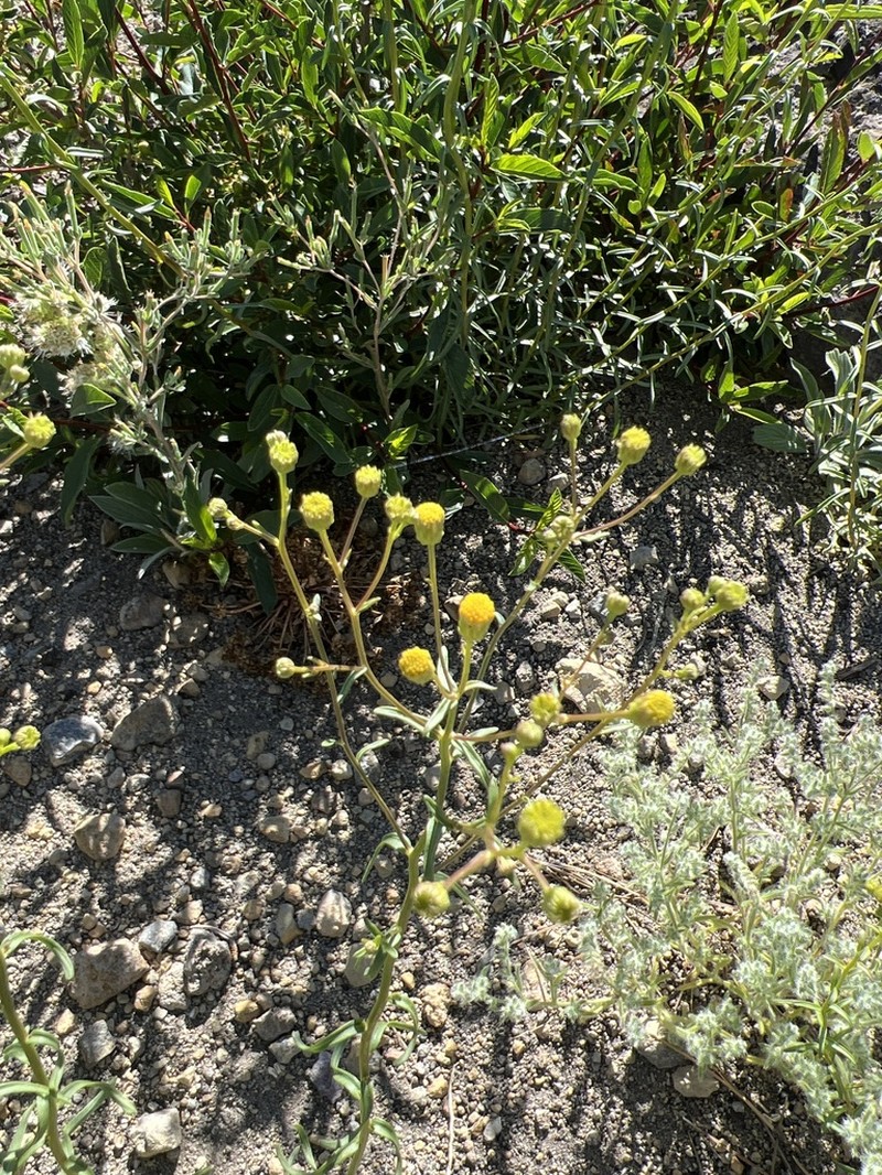 California Rayless Fleabane photo 4