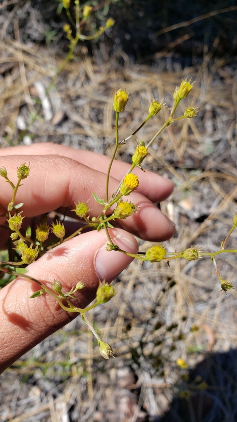 California Rayless Fleabane photo 5