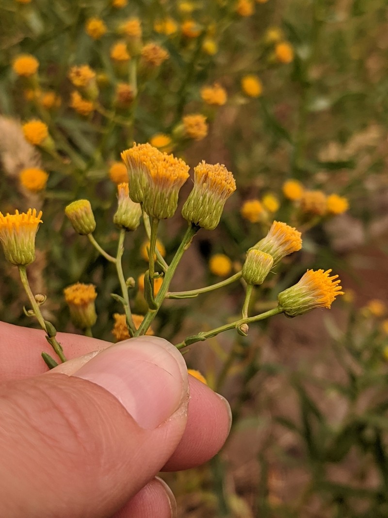 California Rayless Fleabane photo 6