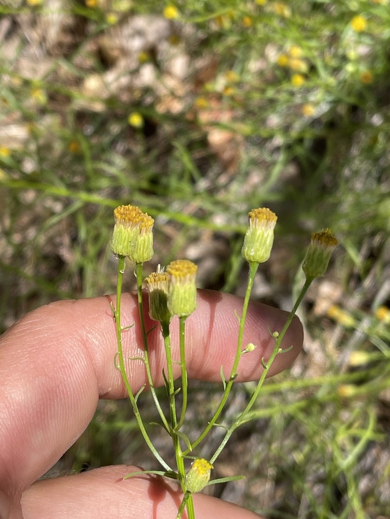 California Rayless Fleabane photo 7