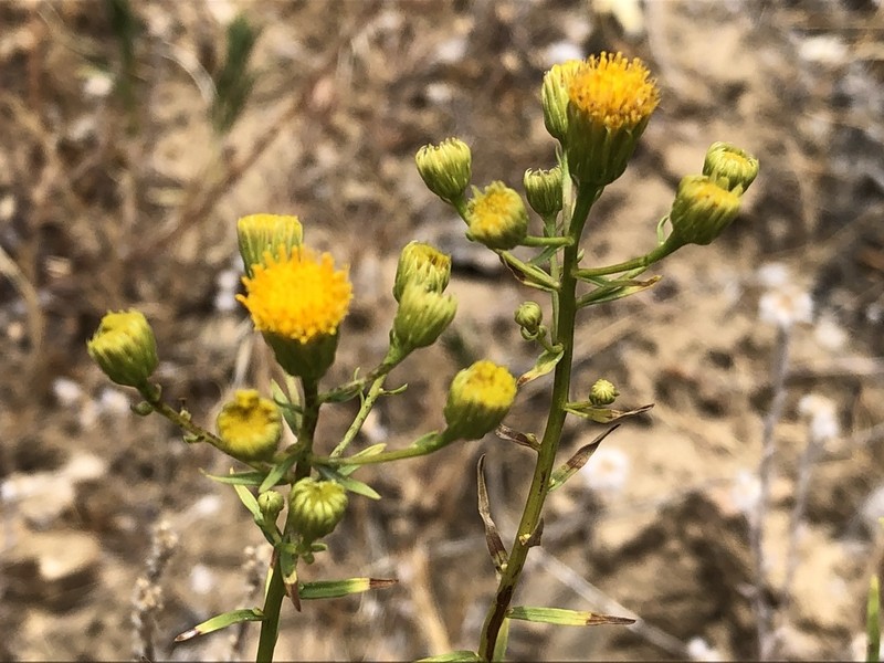 California Rayless Fleabane photo 8