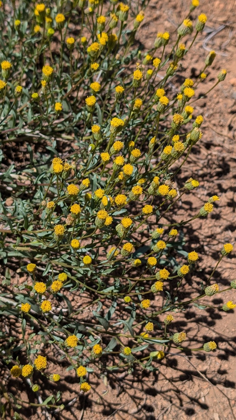 Erigeron inornatus var. calidipetris