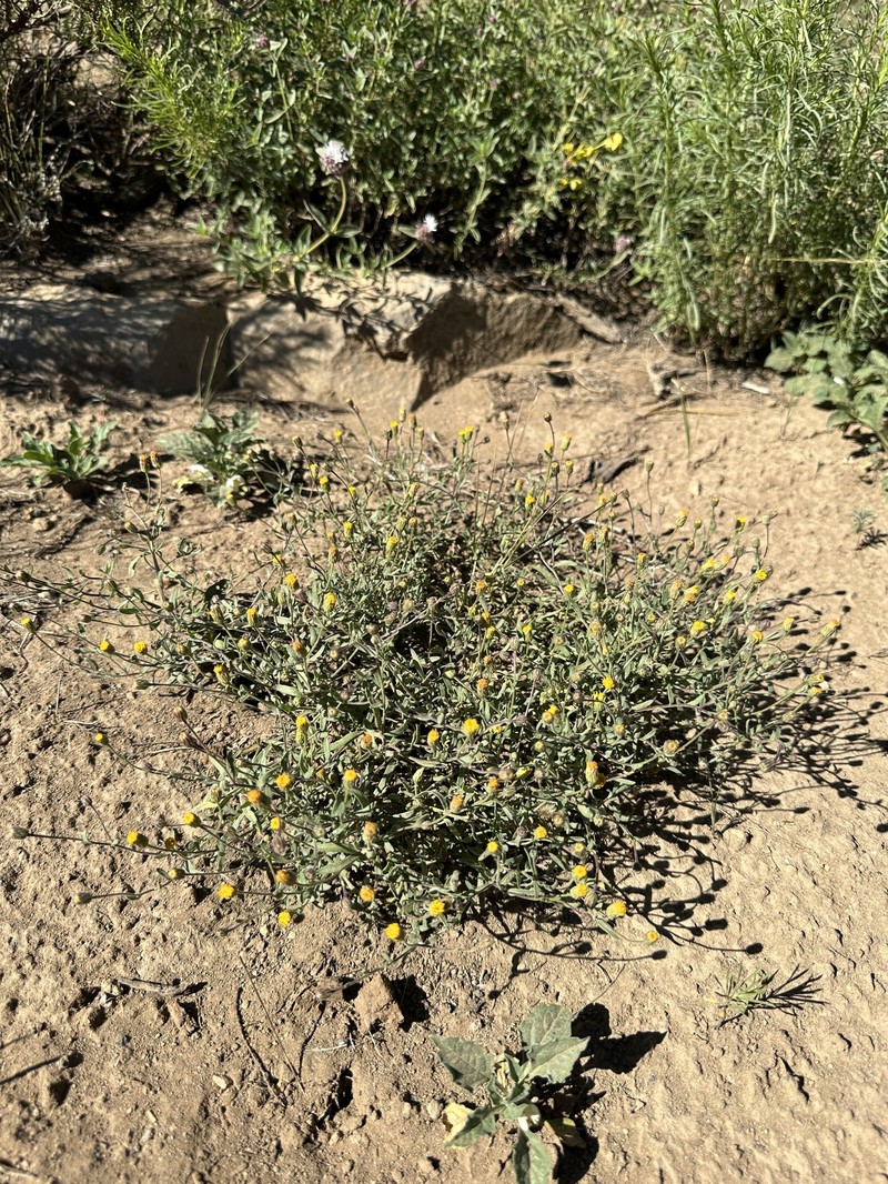 Erigeron inornatus var. calidipetris photo 2