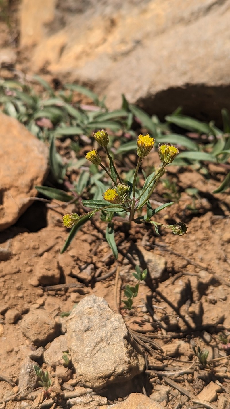 Erigeron inornatus var. calidipetris photo 3