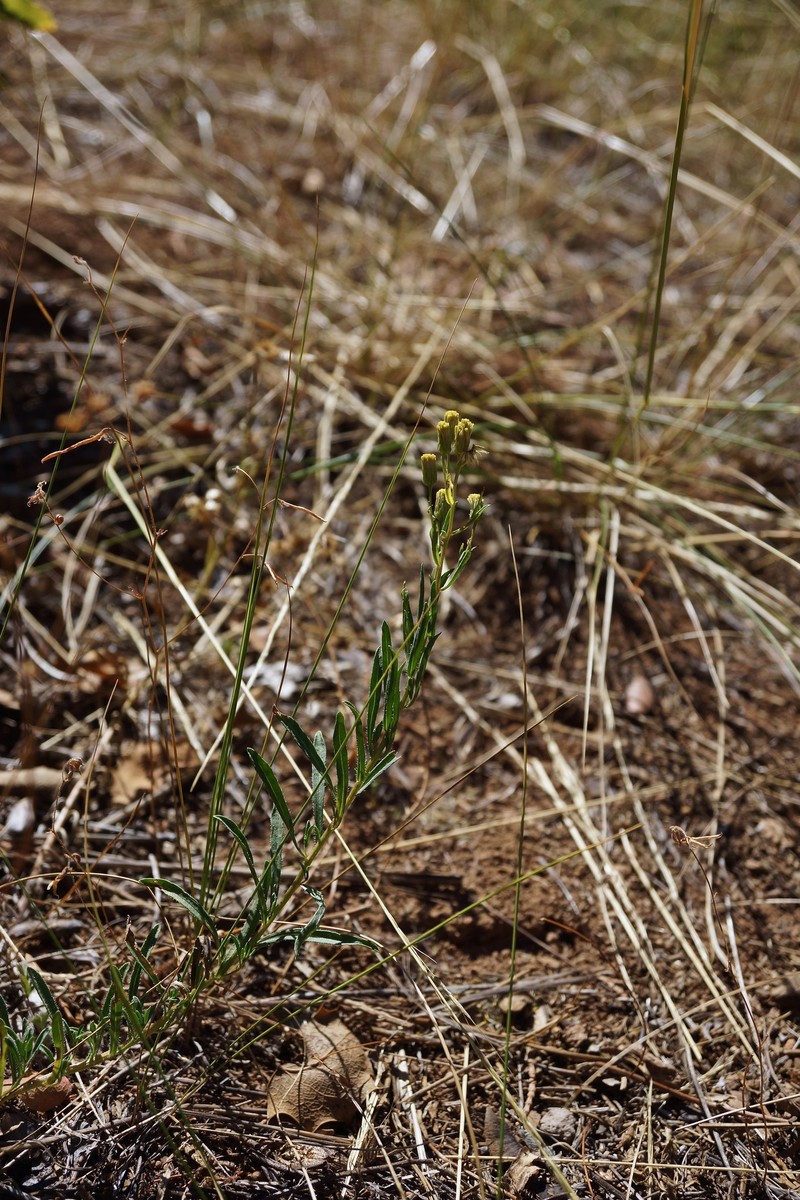 Erigeron inornatus var. calidipetris photo 4
