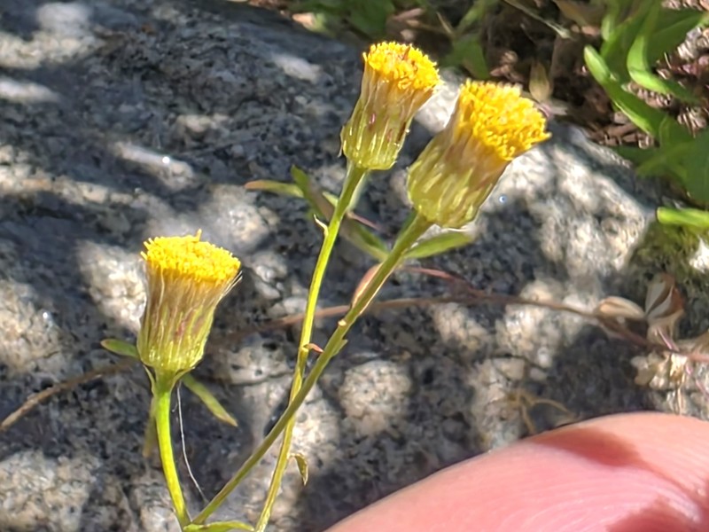 Erigeron inornatus var. inornatus