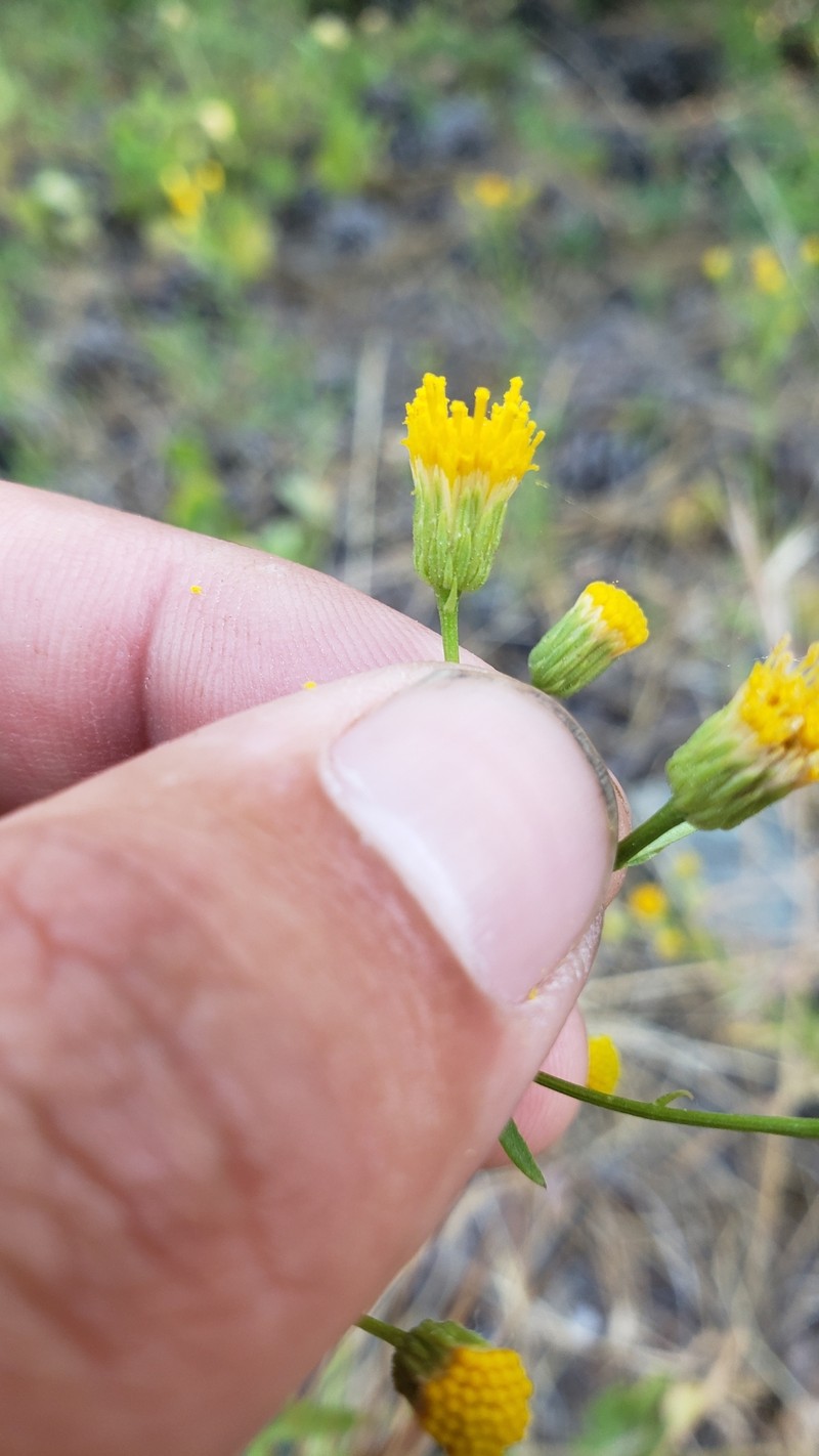 Erigeron inornatus var. inornatus photo 2