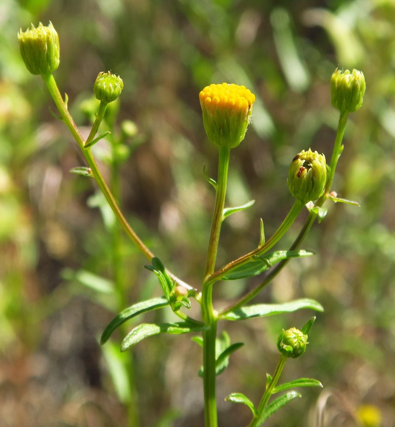 Erigeron inornatus var. inornatus photo 3