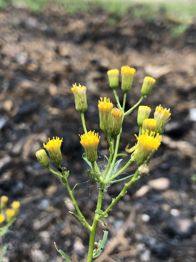 Erigeron inornatus var. inornatus photo 5