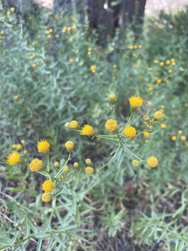 Erigeron inornatus var. inornatus photo 7