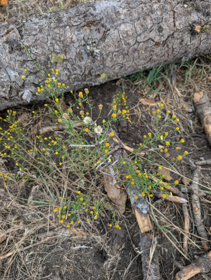 Erigeron inornatus var. inornatus photo 8