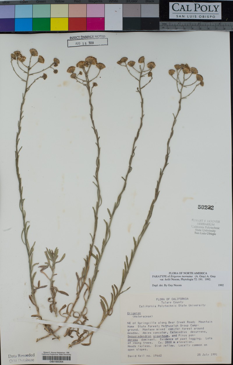 Erigeron inornatus var. keilii photo 4