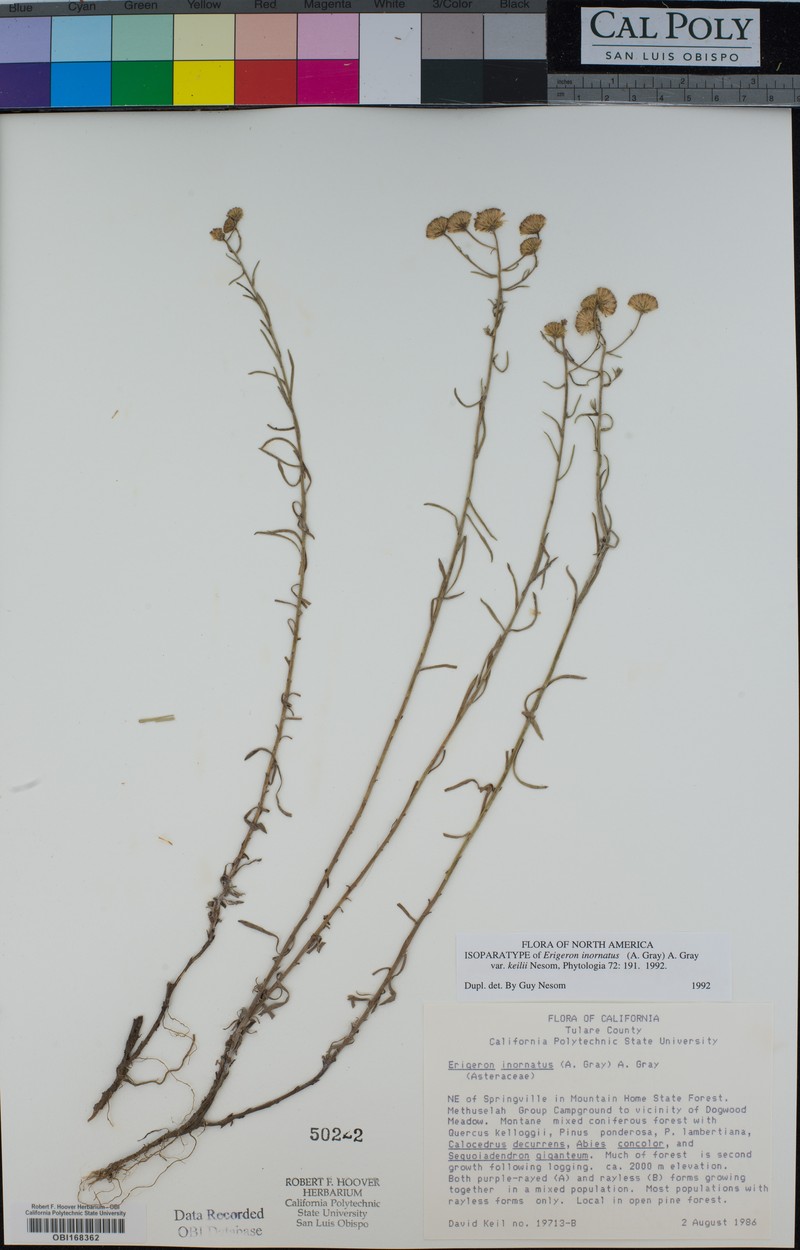 Erigeron inornatus var. keilii photo 6