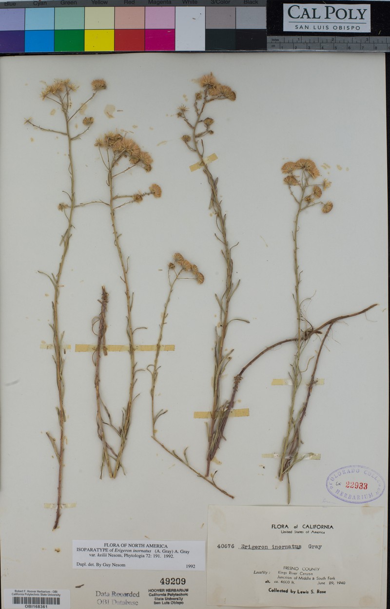 Erigeron inornatus var. keilii photo 7