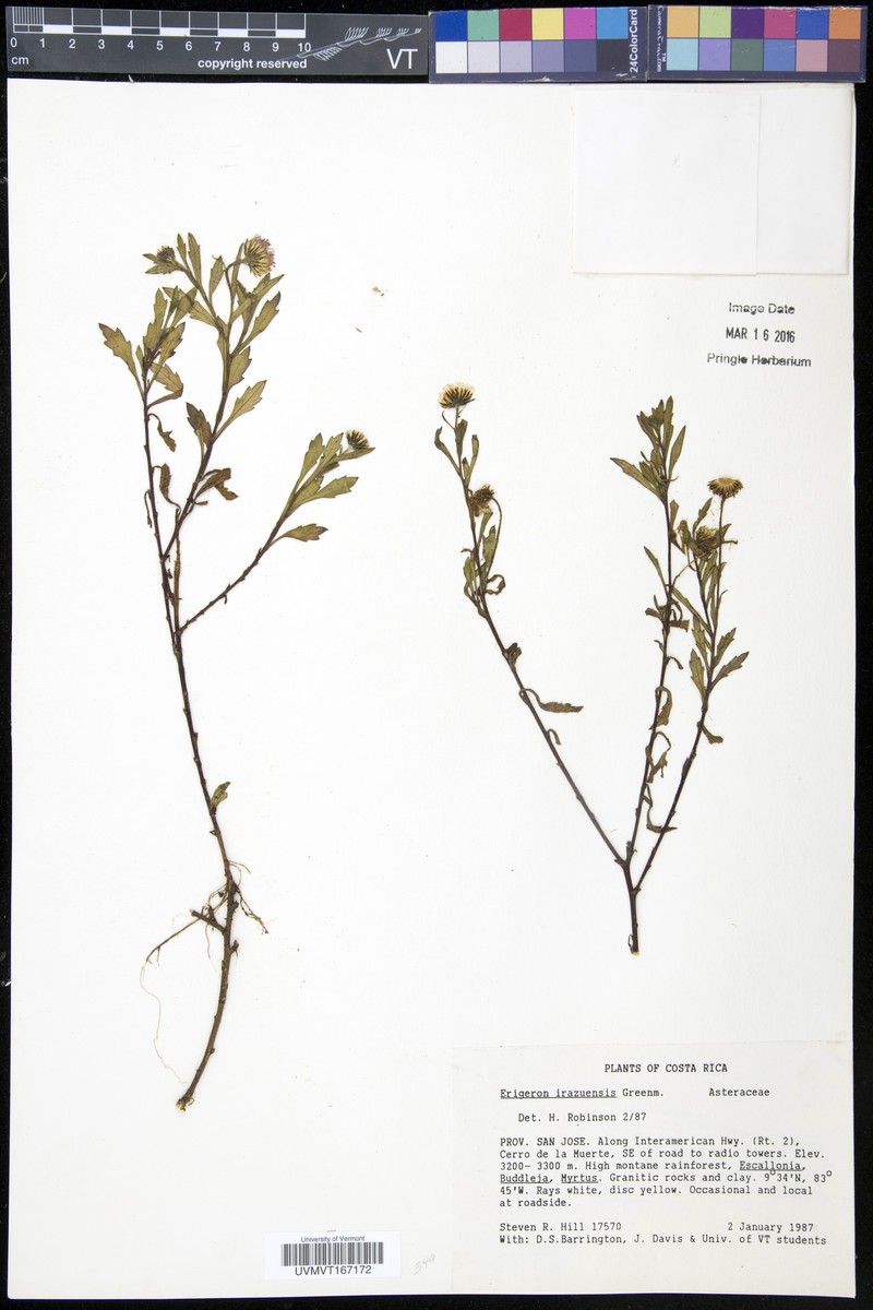 Erigeron irazuensis