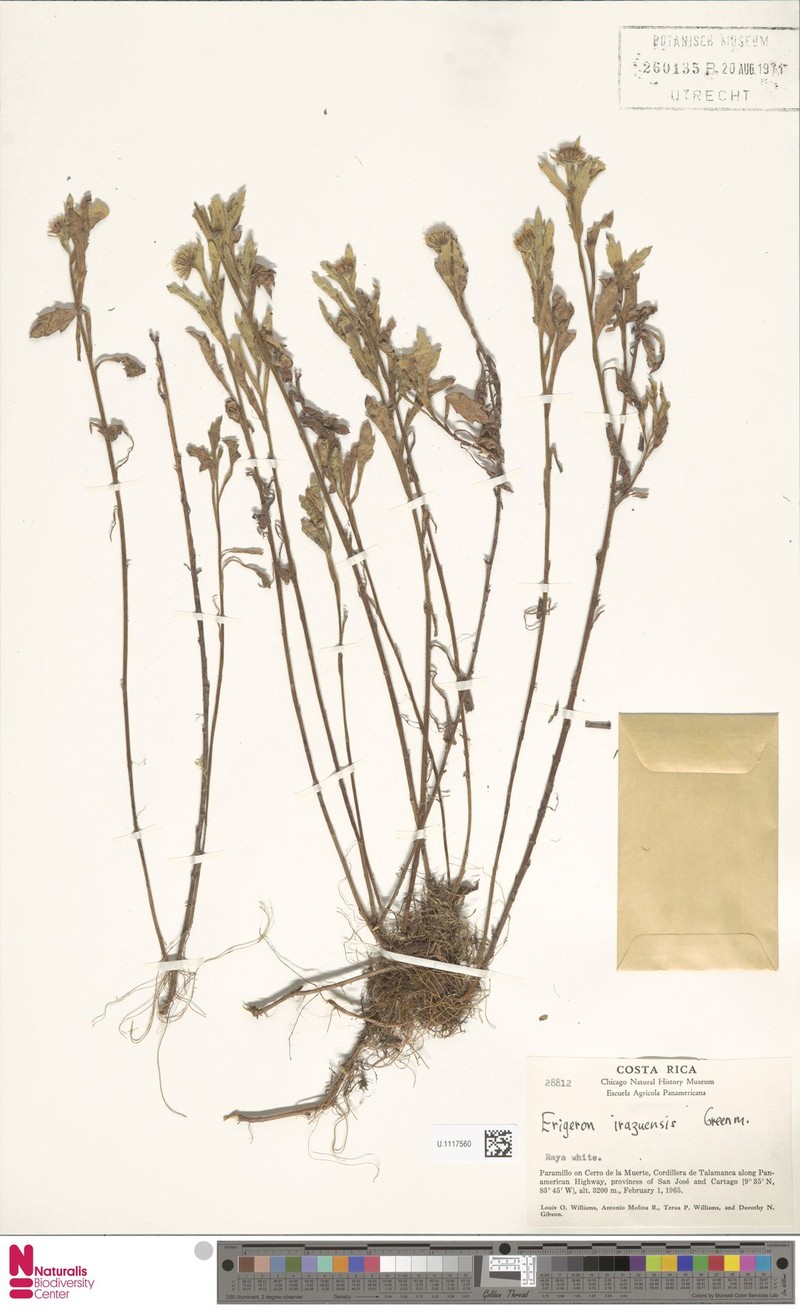 Erigeron irazuensis photo 2