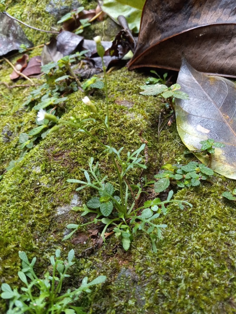 Jamaican Fleabane
