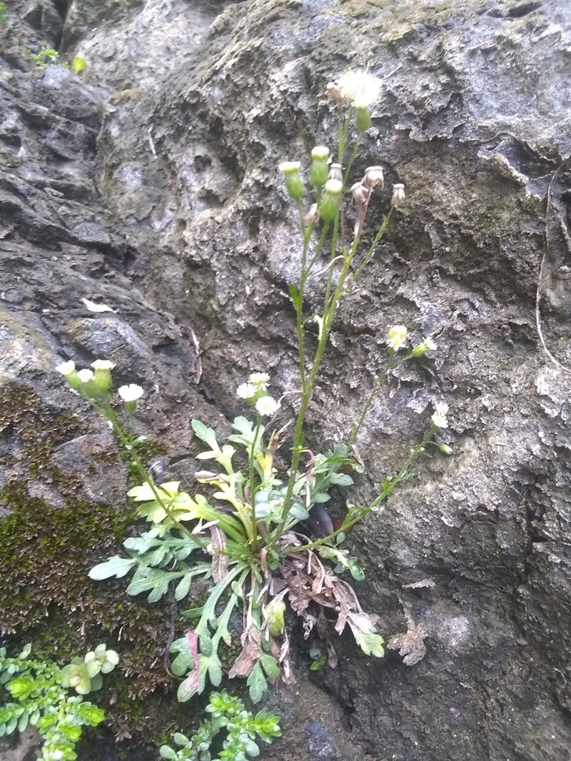 Jamaican Fleabane photo 2