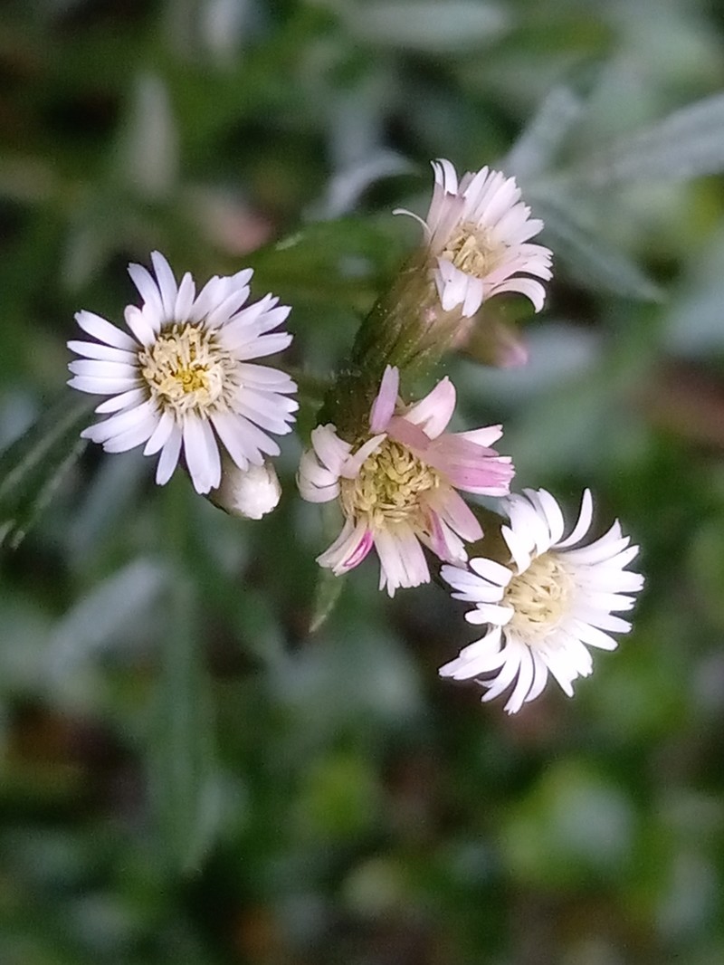 Jamaican Fleabane photo 4