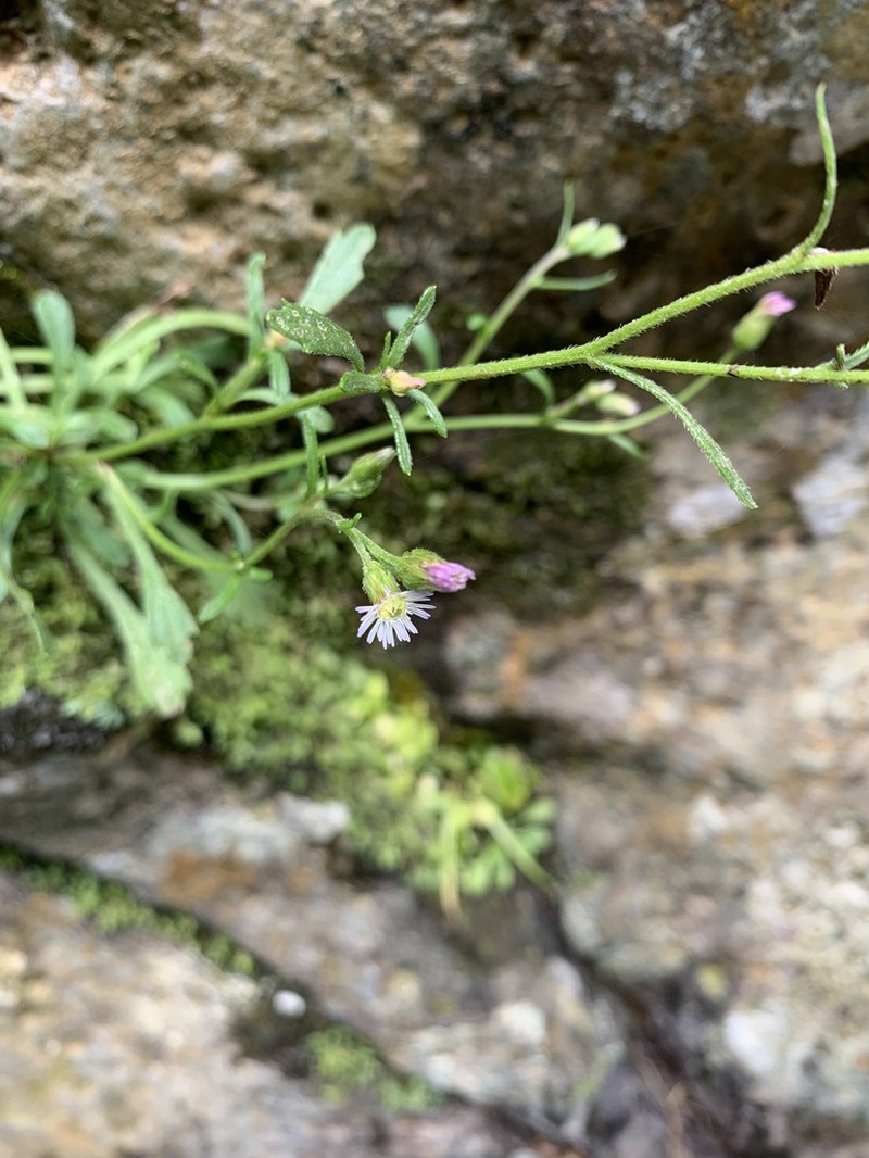 Jamaican Fleabane photo 5