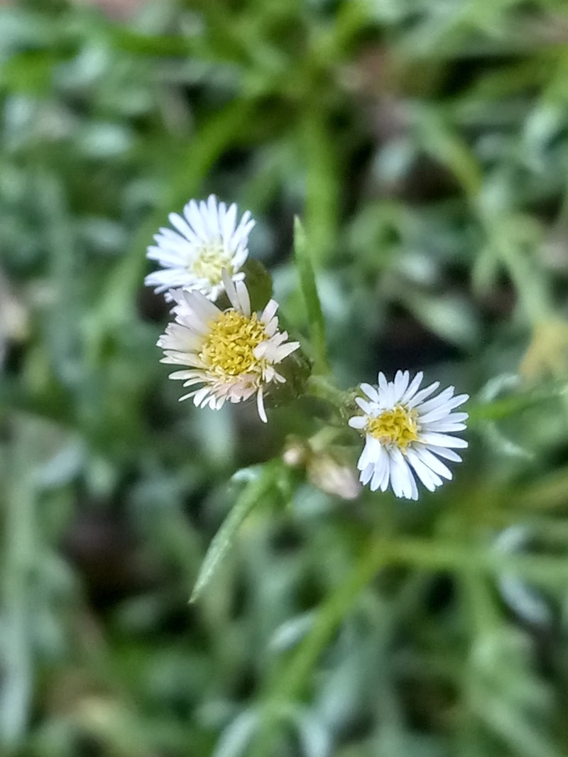 Jamaican Fleabane photo 8