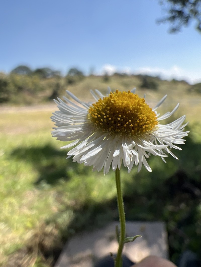 Erigeron janivultus
