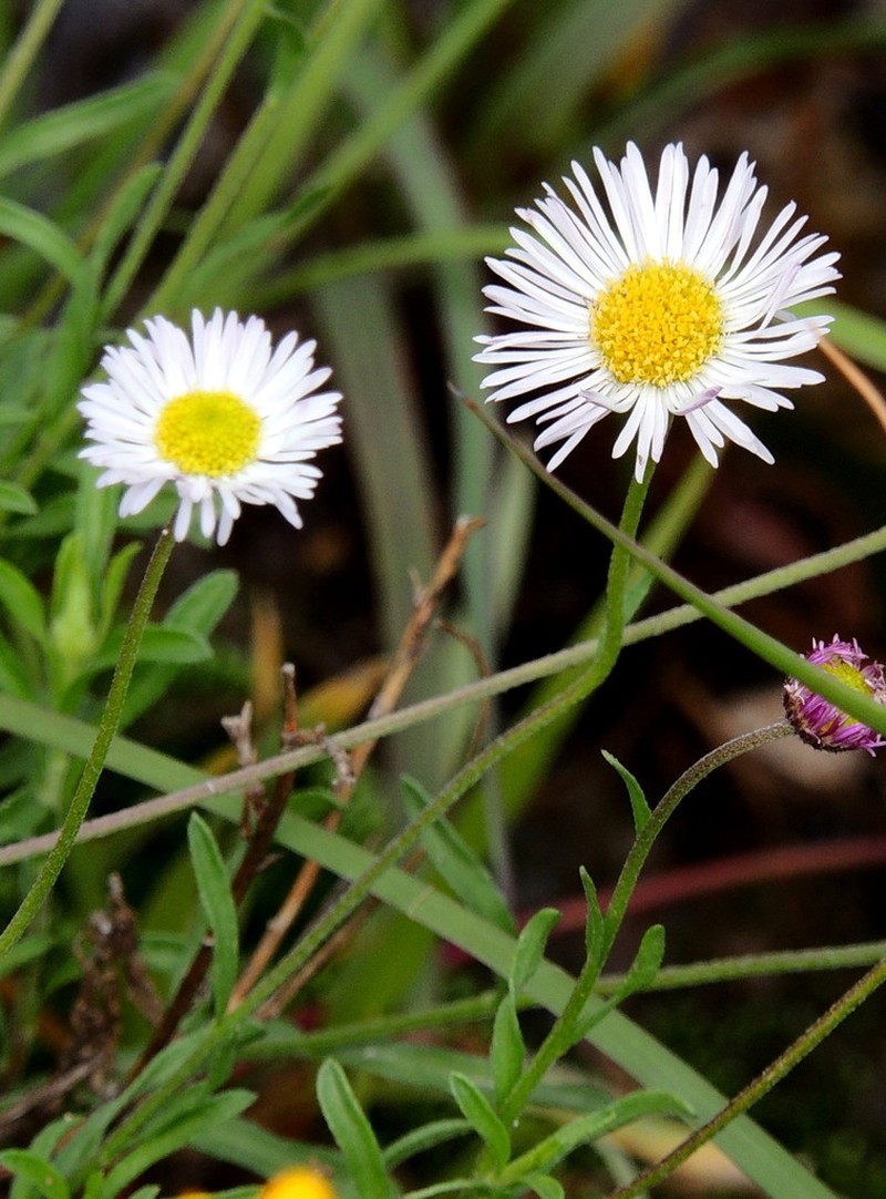 Erigeron janivultus photo 2