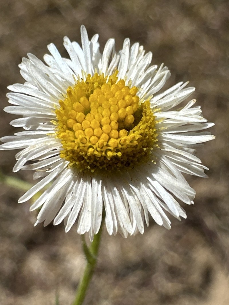 Erigeron janivultus photo 3