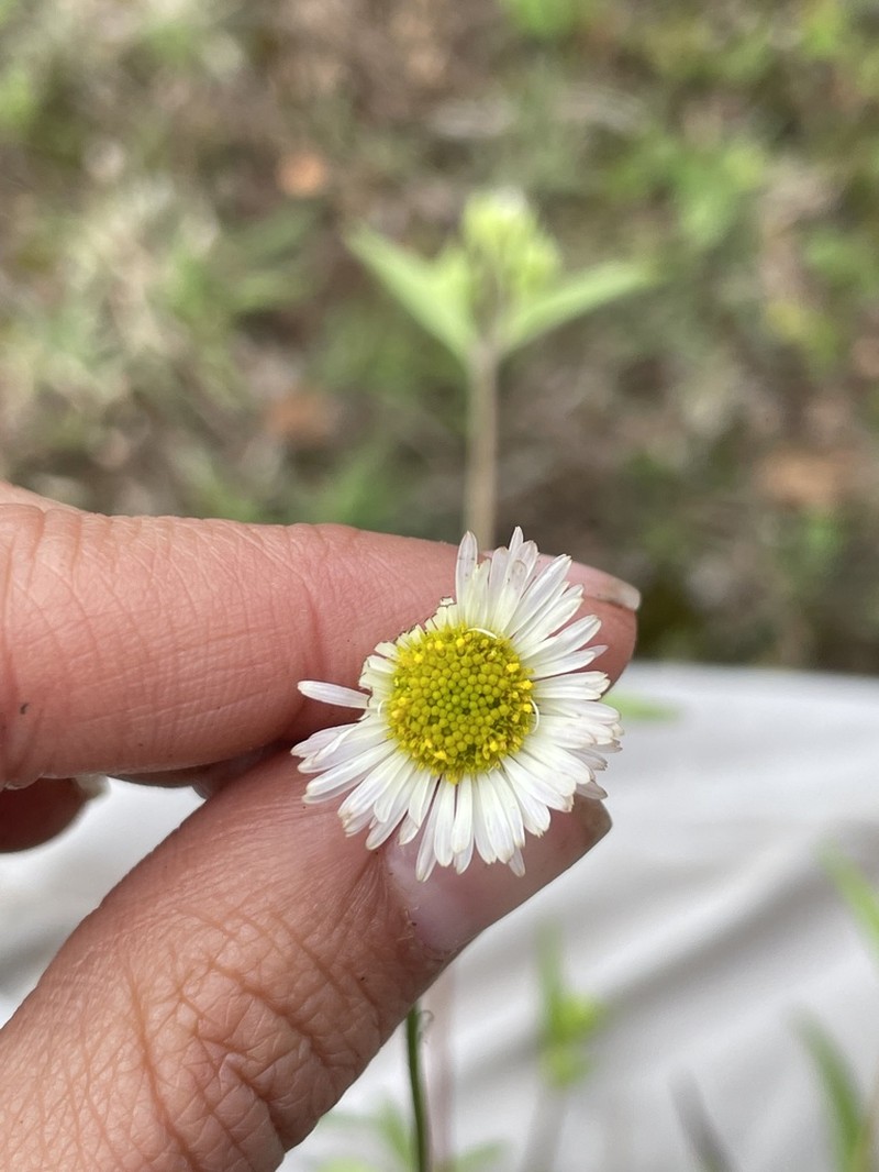 Erigeron janivultus photo 4