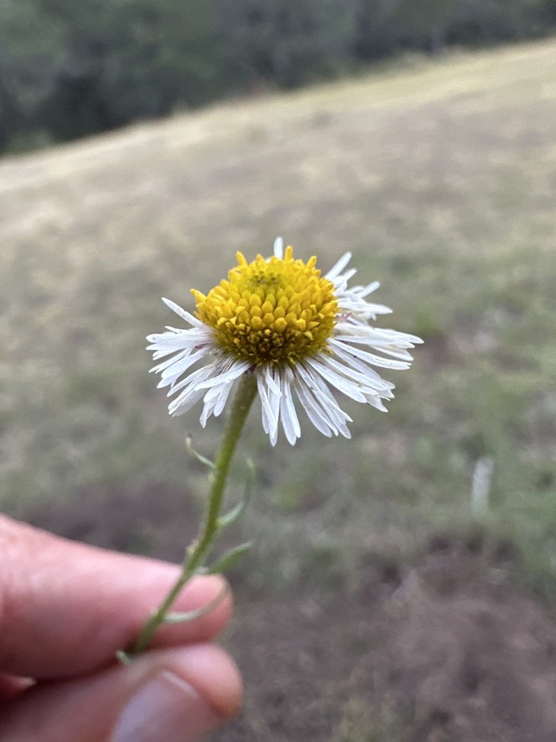 Erigeron janivultus photo 5