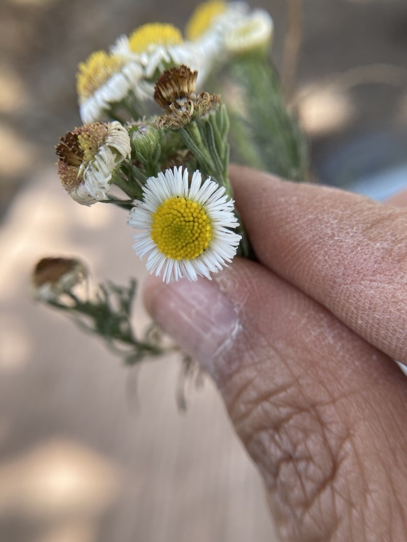 Erigeron janivultus photo 8